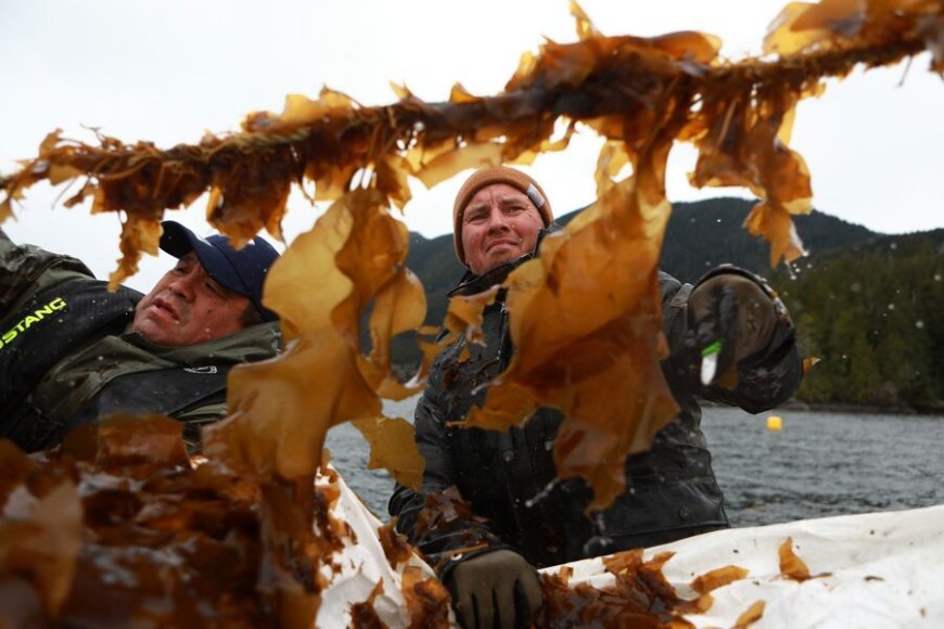 The "Environmental Powerhouse" that are kelp farms and how they can help slow down global warming